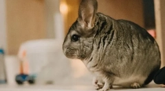 Čo ak je chinchilla plešatá, príčiny vlny fallout